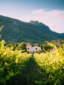 Une bastide provençale au milieu des vignes