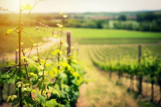 vignobles Bourgogne
